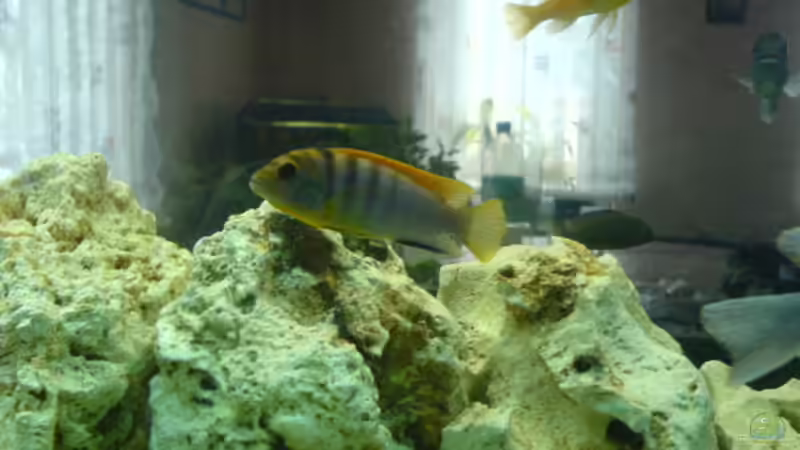 Besatz im Aquarium Becken 13105 von DoctorSatan (16)