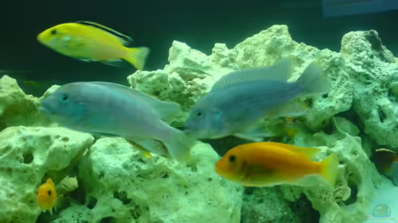 Besatz im Aquarium Becken 13105 von DoctorSatan (6)