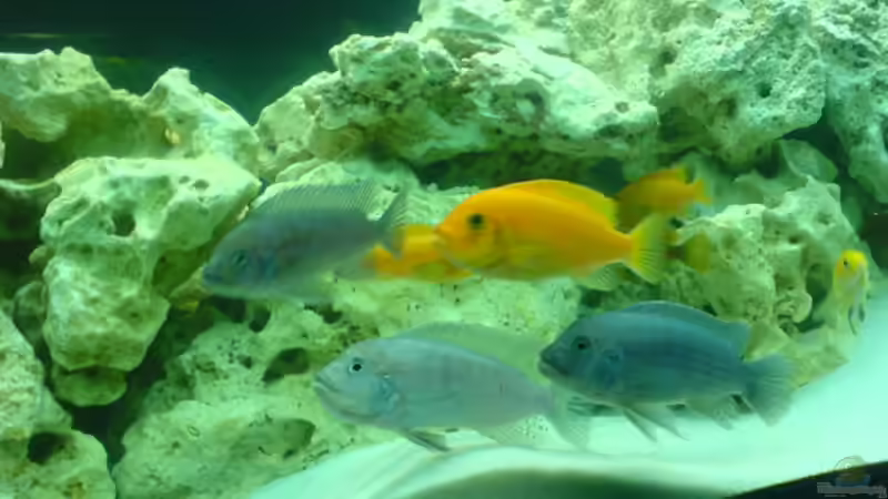 Besatz im Aquarium Becken 13105 von DoctorSatan (7)