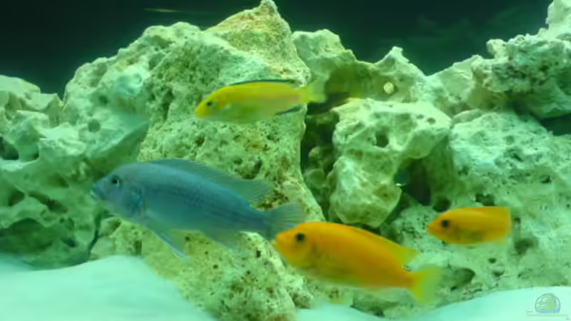 Besatz im Aquarium Becken 13105 von DoctorSatan (9)