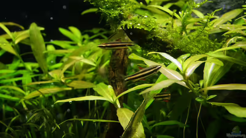 Besatz im Aquarium Becken 1311 von Ingrid Jung (10)