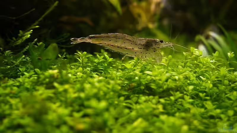 Besatz im Aquarium Becken 1311 von Ingrid Jung (8)