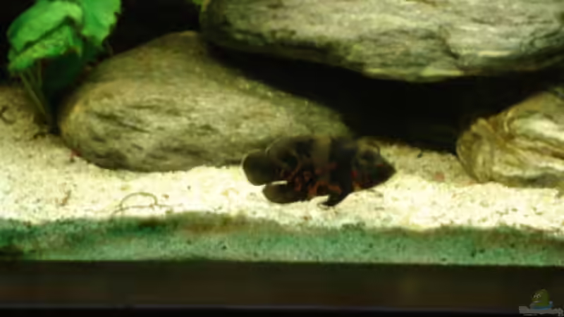 Besatz im Aquarium Becken 13113 von Markus Josef (10)