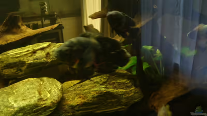 Besatz im Aquarium Becken 13113 von Markus Josef (12)