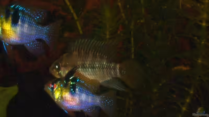 Besatz im Aquarium Becken 13134 von El eunotus (3)