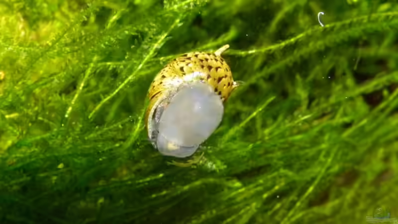 Besatz im Aquarium Becken 13157 von Susi (10)