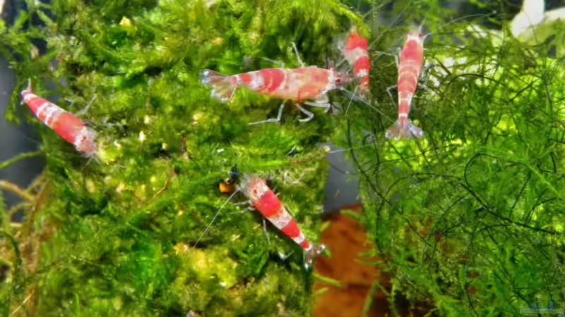 Besatz im Aquarium Becken 13157 von Susi (11)