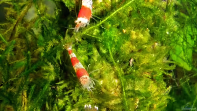 Besatz im Aquarium Becken 13157 von Susi (15)