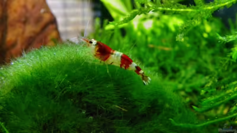 Besatz im Aquarium Becken 13157 von Susi (16)