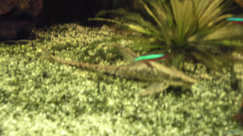 Besatz im Aquarium Becken 1316 von Christian Horn (15)