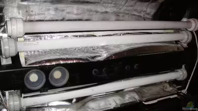 Besatz im Aquarium Becken 1316 von Christian Horn (16)