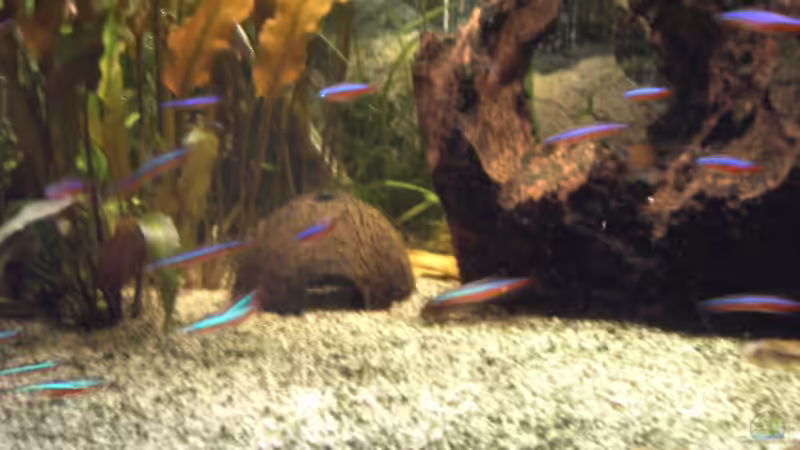 Besatz im Aquarium Becken 1316 von Christian Horn (18)