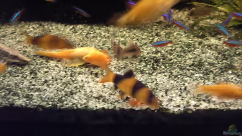 Besatz im Aquarium Becken 1316 von Christian Horn (19)