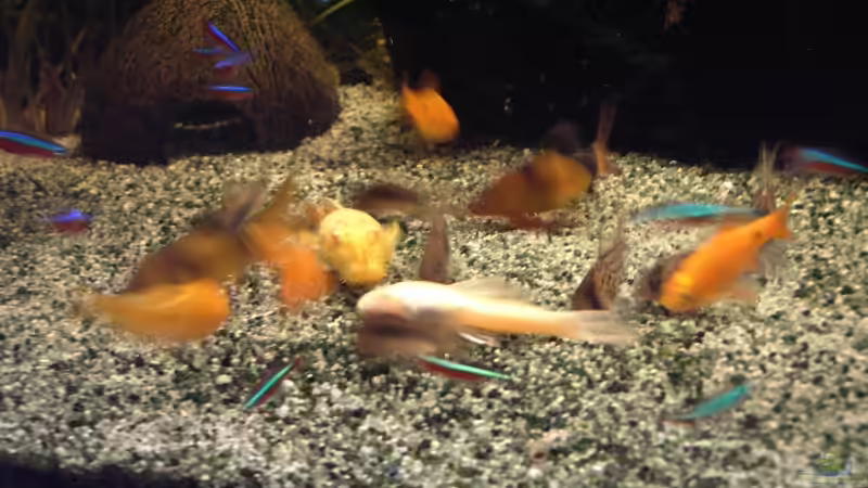 Besatz im Aquarium Becken 1316 von Christian Horn (20)