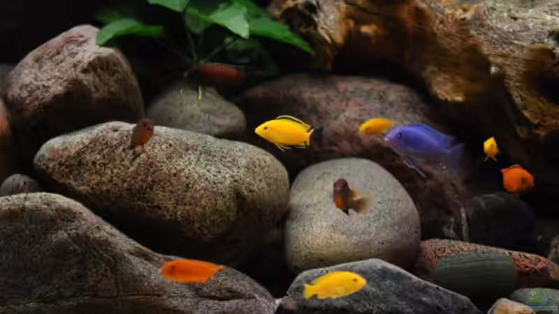 Besatz im Aquarium Becken 13164 von Beni (14)