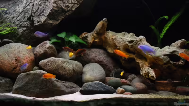 Besatz im Aquarium Becken 13164 von Beni (15)