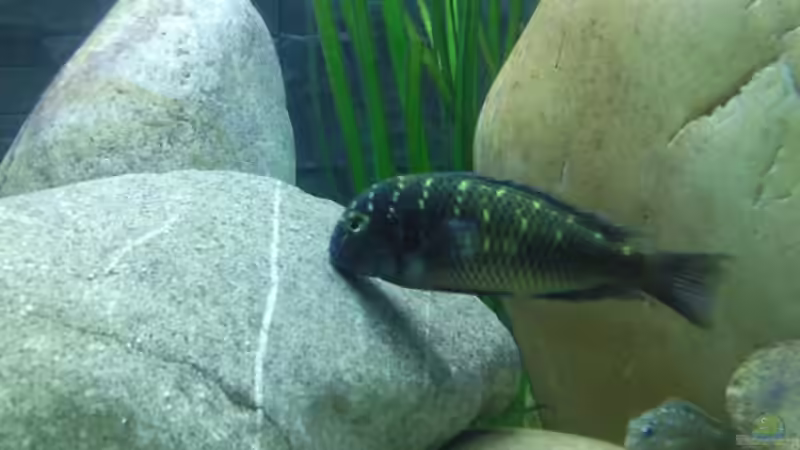 Besatz im Aquarium Becken 13190 von pikespik (14)