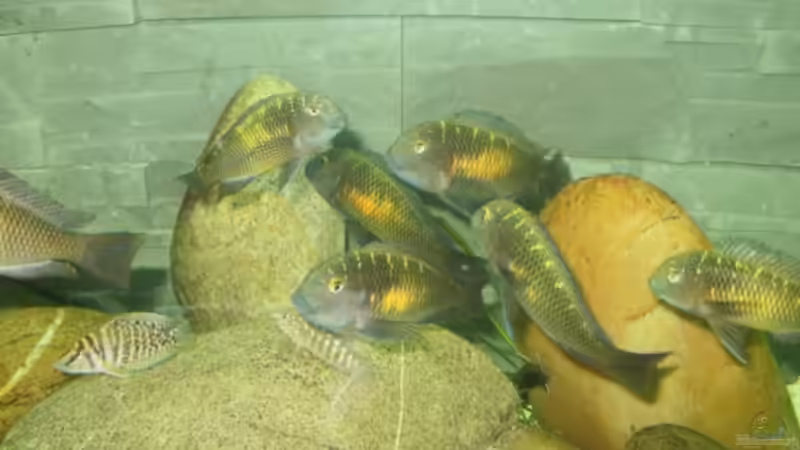 Besatz im Aquarium Becken 13190 von pikespik (17)