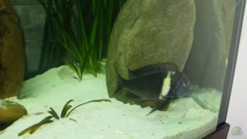 Besatz im Aquarium Becken 13190 von pikespik (18)