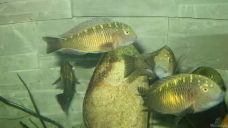 Besatz im Aquarium Becken 13190 von pikespik (19)