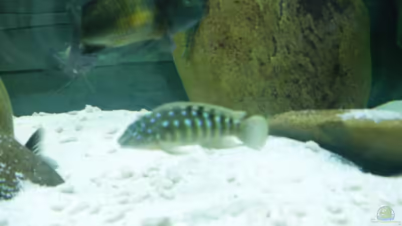 Besatz im Aquarium Becken 13190 von pikespik (20)