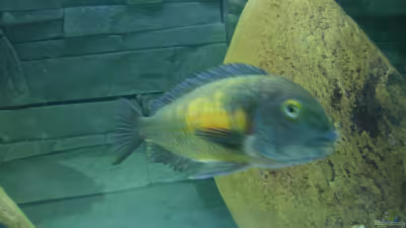 Besatz im Aquarium Becken 13190 von pikespik (21)