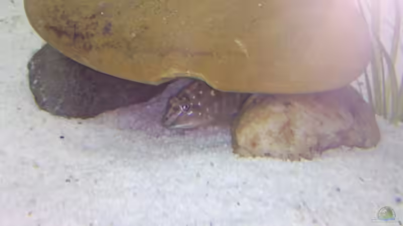 Besatz im Aquarium Becken 13190 von pikespik (6)