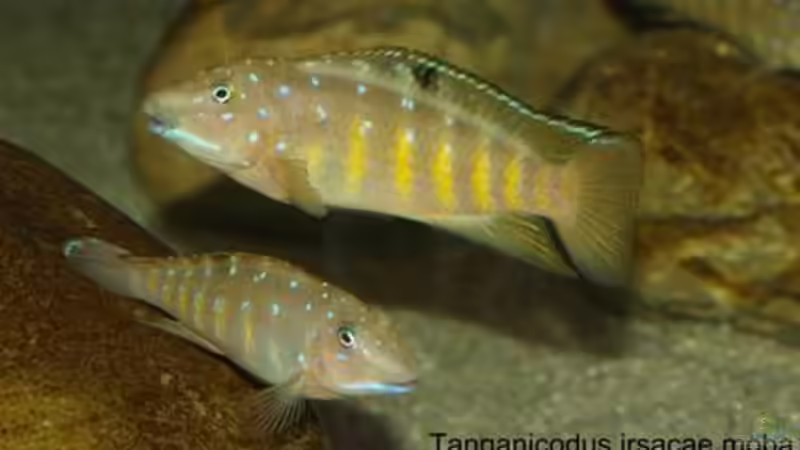 Besatz im Aquarium Becken 13190 von pikespik (7)