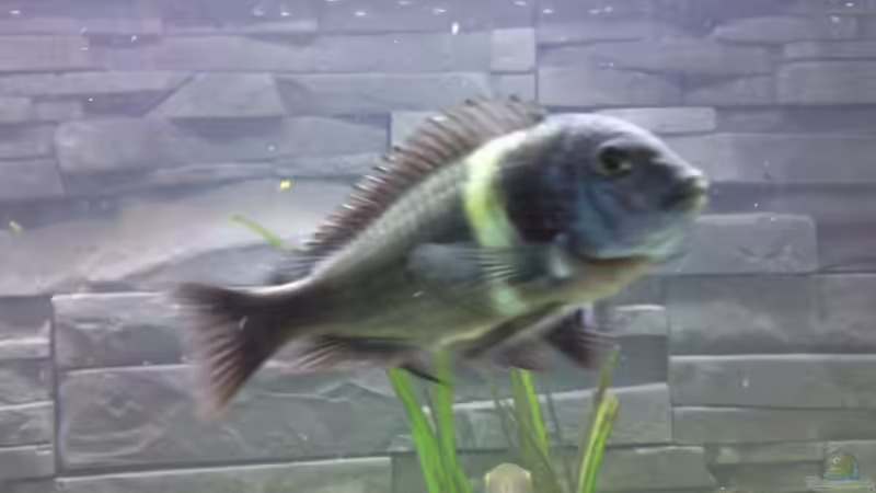 Besatz im Aquarium Becken 13190 von pikespik (8)