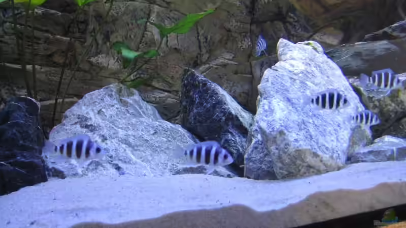 Besatz im Aquarium Becken 13192 von Stefan Niemann (4)