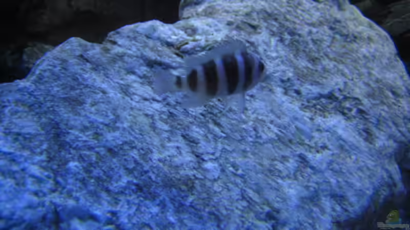 Besatz im Aquarium Becken 13192 von Stefan Niemann (8)