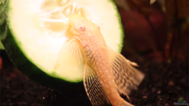 Besatz im Aquarium Becken 13197 von Lewino (23)