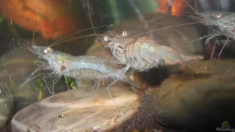 Besatz im Aquarium Becken 13202 von gomtuu (7)