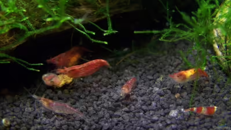Besatz im Aquarium Becken 13207 von Red Fire (11)
