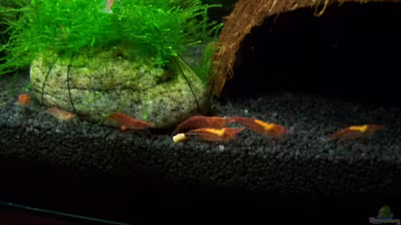 Besatz im Aquarium Becken 13207 von Red Fire (13)