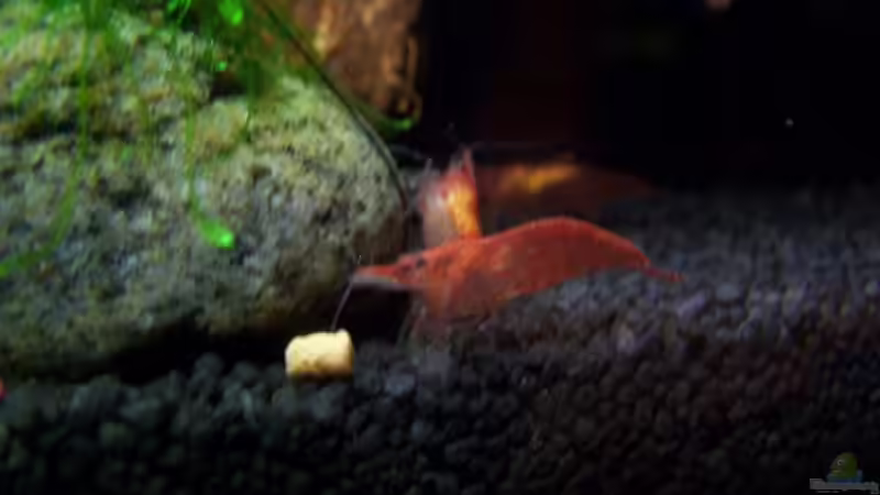 Besatz im Aquarium Becken 13207 von Red Fire (14)