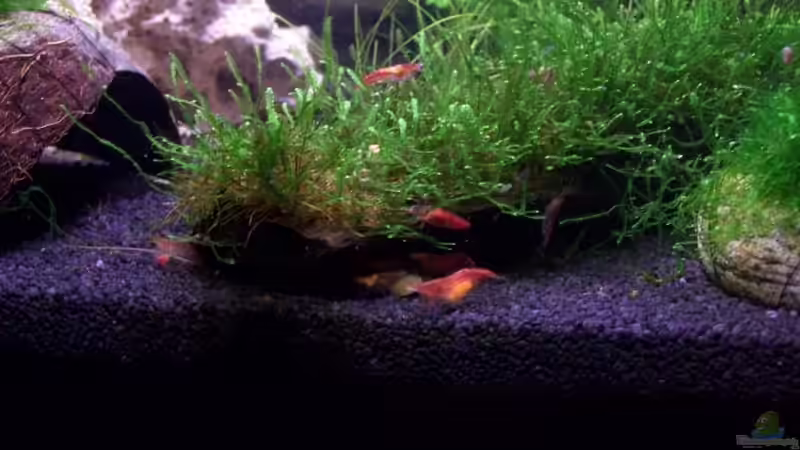 Besatz im Aquarium Becken 13207 von Red Fire (15)