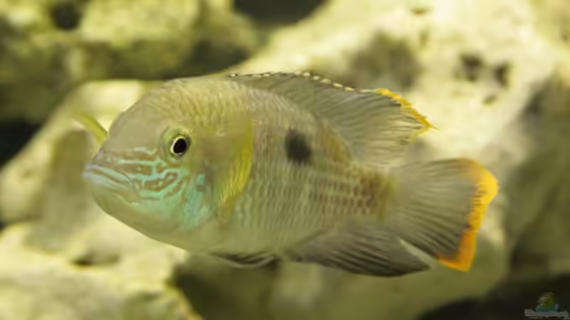 Besatz im Aquarium Becken 13246 von Sushi (10)