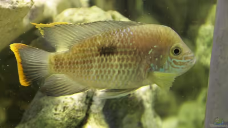 Besatz im Aquarium Becken 13246 von Sushi (9)