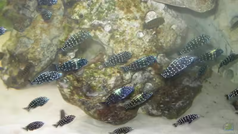 Besatz im Aquarium Becken 1325 von Oliver Schulte (20)