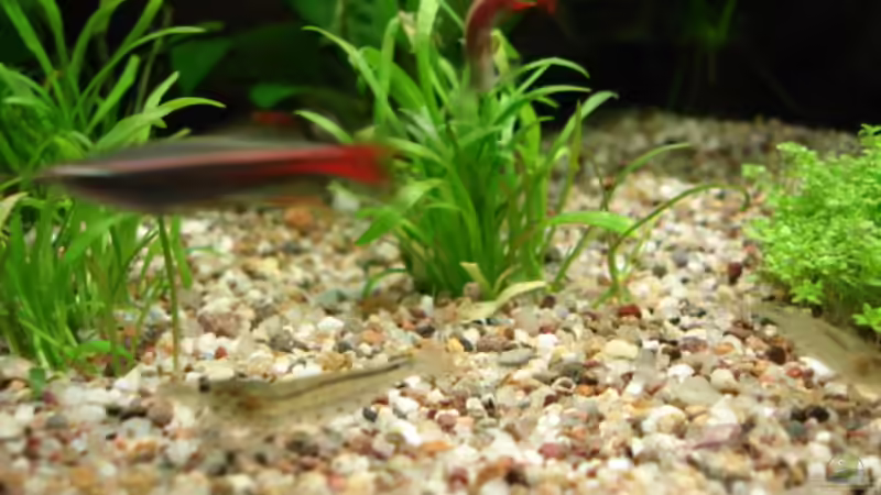 Besatz im Aquarium Becken 13252 von Viktor Kraft (19)