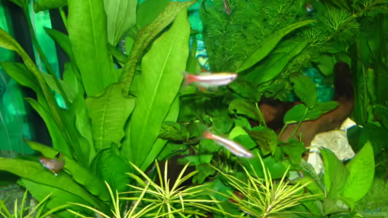 Besatz im Aquarium Becken 13252 von Viktor Kraft (20)