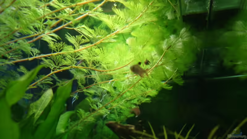 Besatz im Aquarium Becken 13252 von Viktor Kraft (21)