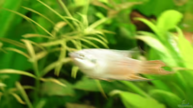 Besatz im Aquarium Becken 13252 von Viktor Kraft (23)