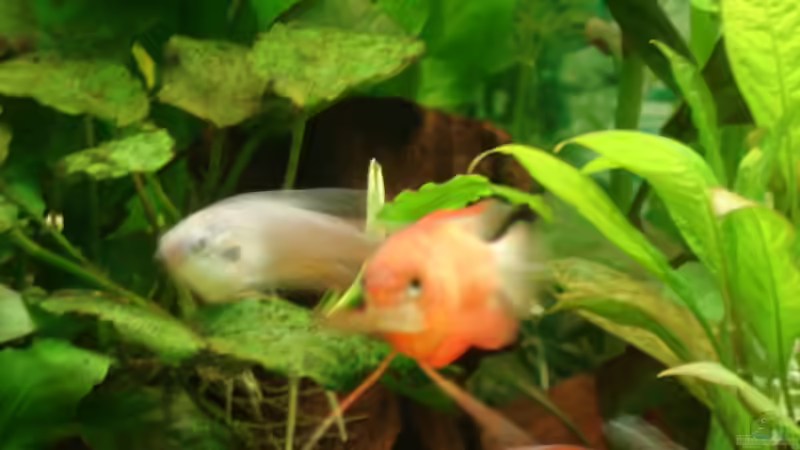 Besatz im Aquarium Becken 13252 von Viktor Kraft (27)