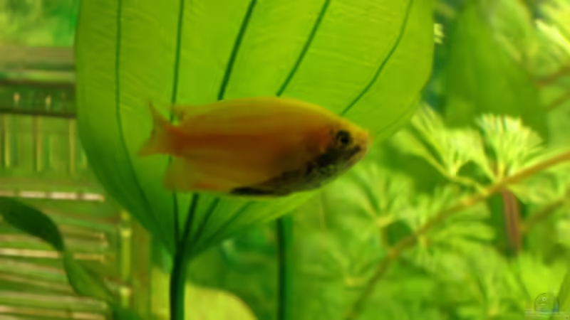 Besatz im Aquarium Becken 13252 von Viktor Kraft (29)