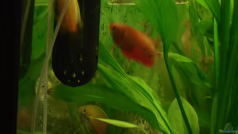 Besatz im Aquarium Becken 13252 von Viktor Kraft (32)