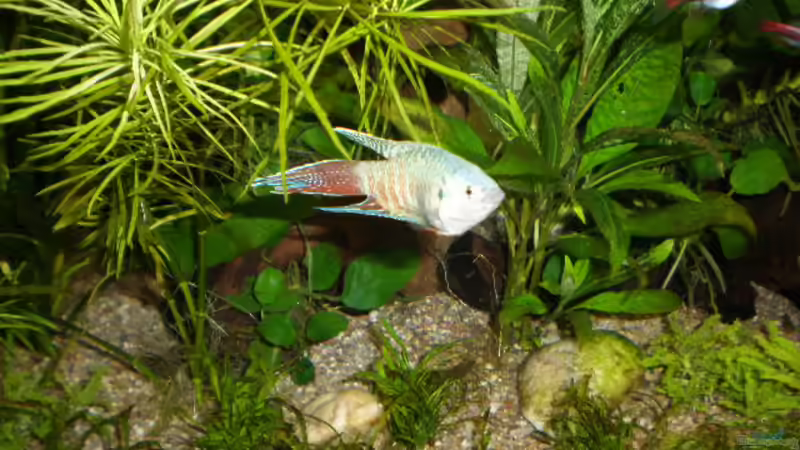 Besatz im Aquarium Becken 13252 von Viktor Kraft (33)