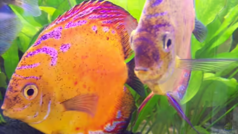 Besatz im Aquarium Becken 13269 von Alamo (17)