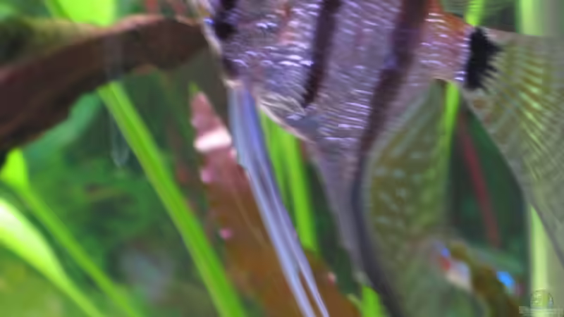 Besatz im Aquarium Becken 13278 von Florian Junker (10)